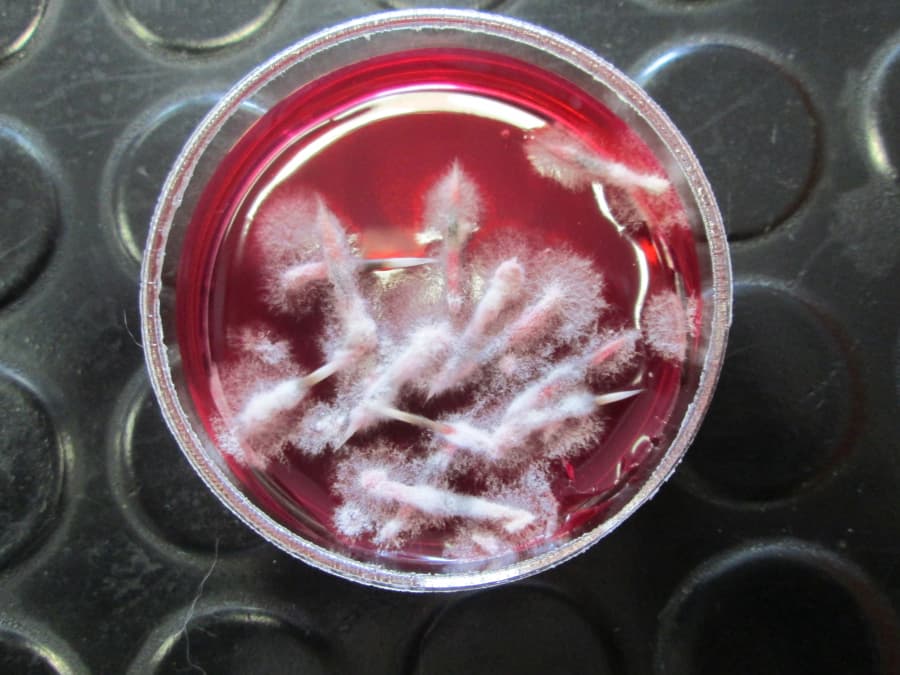 2025-11-12-morčata plísně-376.JPG